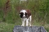 BORDER COLLIE 1490